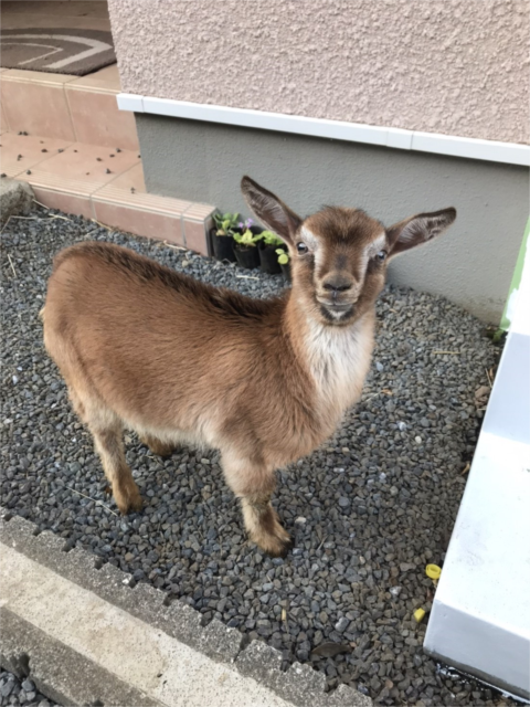 巣立ち（新しい飼い主へ）の様子 - ヤギ・ヒツジ・水鳥・鶏の販売