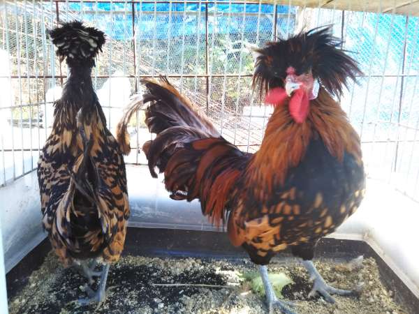 ハーン ニワトリ Wanpy Tasty Meat Paste Cat Salmon, Chicken & Carrot 90 Gr – petvet.cl