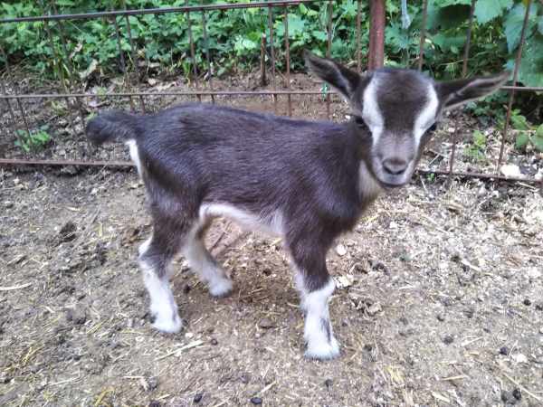 購入決定　ヤギ ヤギ・ヒツジ・水鳥・鶏の販売・レンタル オーナー様募集（ヤギ販売