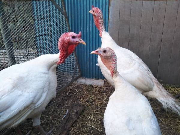 ballet様のオーダー七面鳥のバングル&フロート