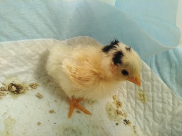 チャボ（矮鶏） - ヤギ・ヒツジ・水鳥・鶏の販売・レンタル