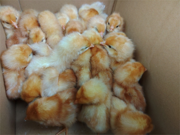 ボリスブラウン - ヤギ・ヒツジ・水鳥・鶏の販売・レンタル