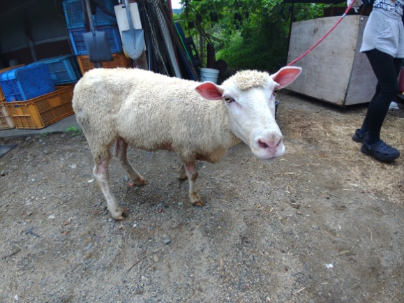 購入決定　ヤギ ヤギ・ヒツジ・水鳥・鶏の販売・レンタル オーナー様募集（ヤギ販売