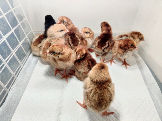 天草大王 - ヤギ・ヒツジ・水鳥・鶏の販売・レンタル 天草大王 - ヤギ・ヒツジ・水鳥・鶏の販売・レンタル