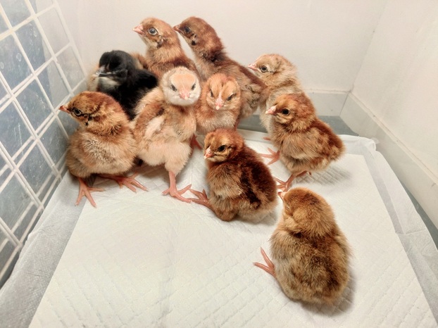 ヤギ・ヒツジ・水鳥・鶏の販売・レンタル 天草大王