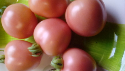 トマト 産地直送 Premium De Pink プレミアム デ ピンク