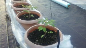 トマトポット栽培
