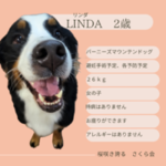 【譲渡決定しました】LINDA（リンダ）ちゃん３歳
