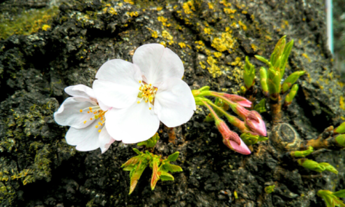 img_20190322-101257.png